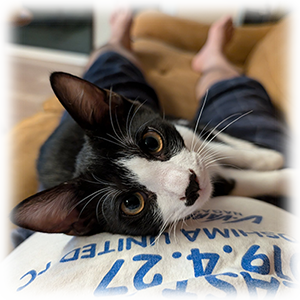マカロン